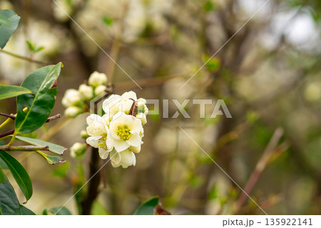 Close-up of white flowering quince blossoms, Chaenomeles speciosa Nivalis, blooming on branches in early spring garden with soft natural background. Close-up of white flowering quince blossoms, Chaenomeles speciosa Nivalis, blooming on branches in early spring garden with soft natural background. 135922141