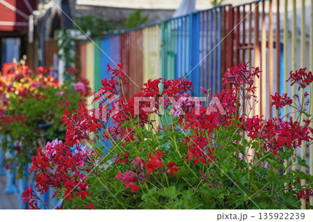 Charming row of vivid geraniums, picturesque view on city street. Bright geranium flowers blooming near colorful rainbow fence on urban street. Concept of urban color harmony, vibrant floral design Charming row of vivid geraniums, picturesque view on city street. Bright geranium flowers blooming near colorful rainbow fence on urban street. Concept of urban color harmony, vibrant floral design 135922239
