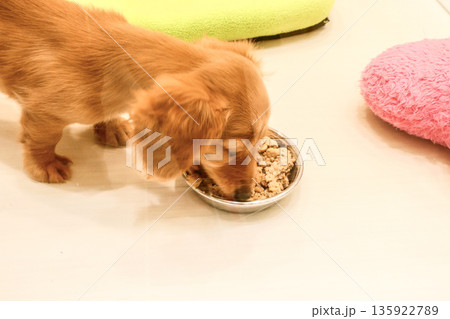ペットショップでご飯を食べているダックスフントの子犬 135922789