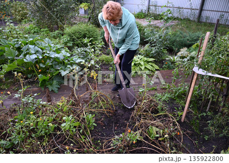 Woman gardening in her backyard, preparing soil for planting vegetables during autumn 135922800