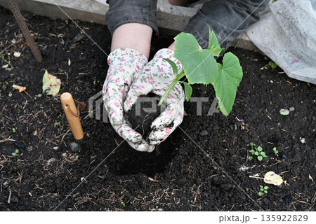 Hands in floral gloves plant a small green cucumber seedling in fertile soil on a sunny day 135922829