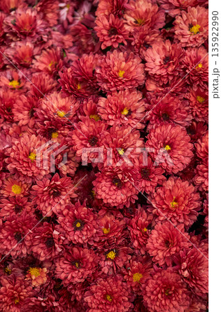 Close up of blooming red Chrysanthemum morifolium flowers Close up of blooming red Chrysanthemum morifolium flowers 135922990