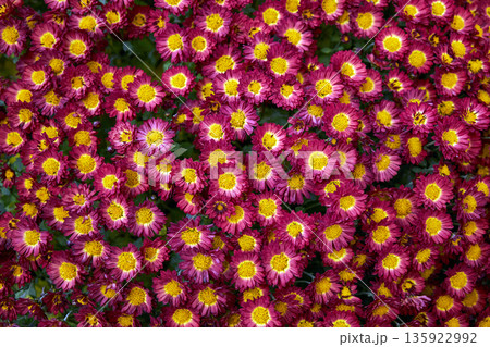 Red chrysanthemums with yellow centers blooming. Close up Red chrysanthemums with yellow centers blooming. Close up 135922992