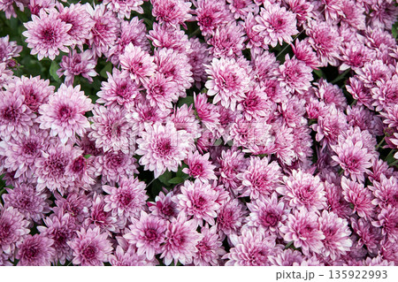 Close up view of Chrysanthemum morifolium flowers in full bloom Close up view of Chrysanthemum morifolium flowers in full bloom 135922993