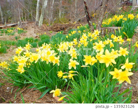 黄色い水仙 長野県 黄色い水仙 長野県 135923126