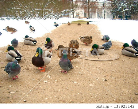 ワジェンキ公園のカモ ワルシャワ ポーランド 3 ワジェンキ公園のカモ ワルシャワ ポーランド 3 135923142