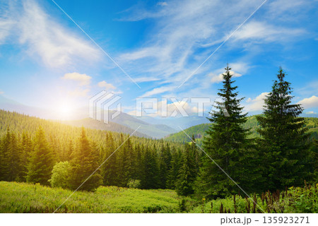Golden Sunrise Illuminating Pine Forest and Mountain Dawn Landscape 135923271