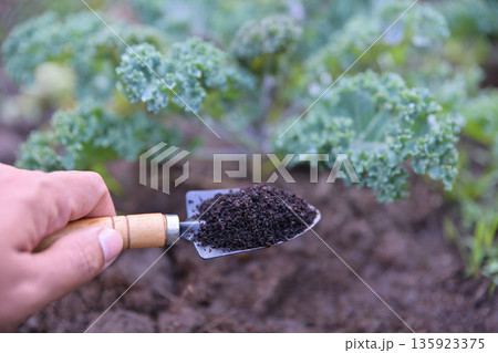 old coffee powder filter for use as a fertilize to plants old coffee powder filter for use as a fertilize to plants 135923375