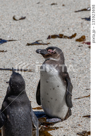 African spectacled penguin standing on a sandy beach at Boulders Beach next to another penguin. Wildlife and nature observation. African spectacled penguin standing on a sandy beach at Boulders Beach next to another penguin. Wildlife and nature observation. 135923698