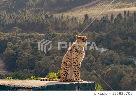 Cheetah sits on a wall observing the landscape. African wildlife predator in its natural habitat. Safari adventure and conservation concept. Cheetah sits on a wall observing the landscape. African wildlife predator in its natural habitat. Safari adventure and conservation concept. 135923703