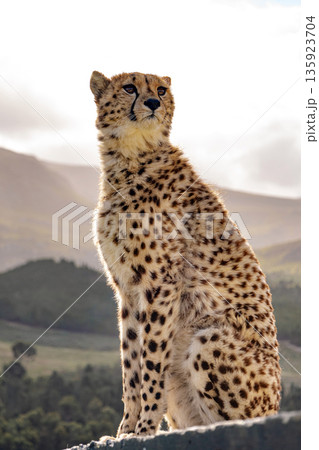 Cheetah sitting, looking up with mountains in background. Wildlife animal in natural habitat. Concept of wild nature, safari. Cheetah sitting, looking up with mountains in background. Wildlife animal in natural habitat. Concept of wild nature, safari. 135923704