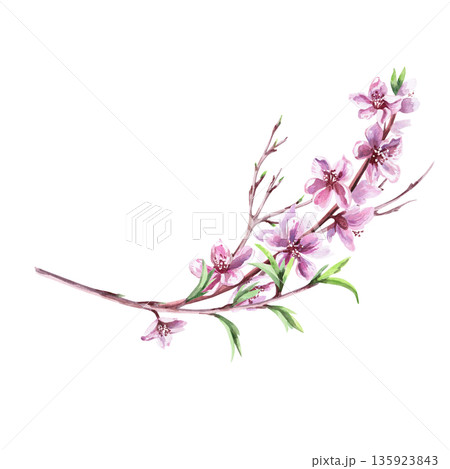 A curved branch with young shoots of leaves and flowers. Isolated watercolor illustration in a realistic style for postcards, interiors, spring holidays, packaging, and poster printing. 135923843