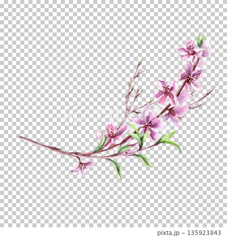 A curved branch with young shoots of leaves and flowers. Isolated watercolor illustration in a realistic style for postcards, interiors, spring holidays, packaging, and poster printing. 135923843