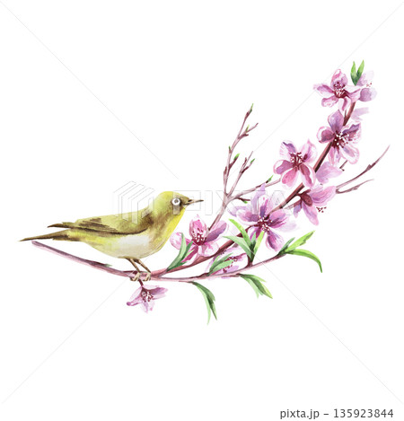 A peach blossom branch and a delicate Japanese white-eye bird. Isolated watercolor illustration in a realistic style for postcards, interiors, spring holidays, packaging, and poster printing. A peach blossom branch and a delicate Japanese white-eye bird. Isolated watercolor illustration in a realistic style for postcards, interiors, spring holidays, packaging, and poster printing. 135923844