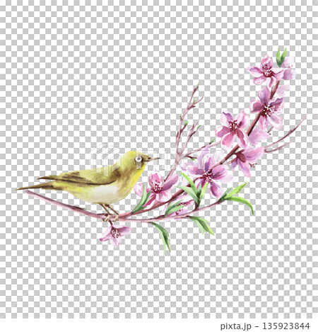 A peach blossom branch and a delicate Japanese white-eye bird. Isolated watercolor illustration in a realistic style for postcards, interiors, spring holidays, packaging, and poster printing. A peach blossom branch and a delicate Japanese white-eye bird. Isolated watercolor illustration in a realistic style for postcards, interiors, spring holidays, packaging, and poster printing. 135923844