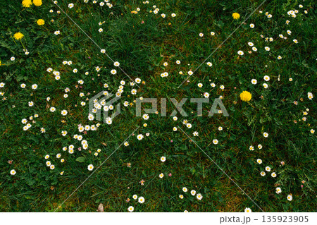 Spring grass meadow with blooming daisies and dandelions in Czech countryside Spring grass meadow with blooming daisies and dandelions in Czech countryside 135923905