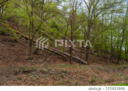 Felled trees lying on forest hillside during springtime deforestation or storm damage, no people Felled trees lying on forest hillside during springtime deforestation or storm damage, no people 135923906