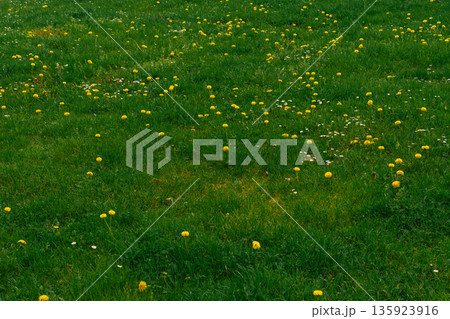 Dandelions and wild daisies blooming in green spring grass - vibrant seasonal meadow background 135923916
