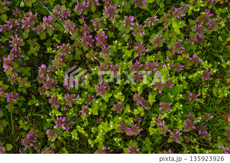 Top view of purple and white wildflowers blooming in spring grass - natural meadow floral texture 135923926