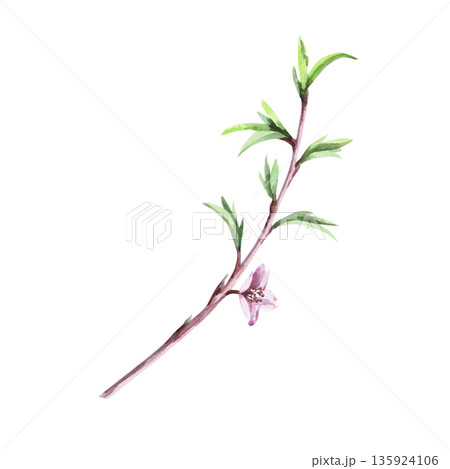 A peach branch with delicate first leaves and a blossom. Isolated watercolor illustration in a realistic style for greeting cards, holiday interiors, packaging, merch, posters, and fabric printing. A peach branch with delicate first leaves and a blossom. Isolated watercolor illustration in a realistic style for greeting cards, holiday interiors, packaging, merch, posters, and fabric printing. 135924106