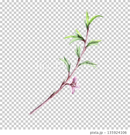 A peach branch with delicate first leaves and a blossom. Isolated watercolor illustration in a realistic style for greeting cards, holiday interiors, packaging, merch, posters, and fabric printing. A peach branch with delicate first leaves and a blossom. Isolated watercolor illustration in a realistic style for greeting cards, holiday interiors, packaging, merch, posters, and fabric printing. 135924106