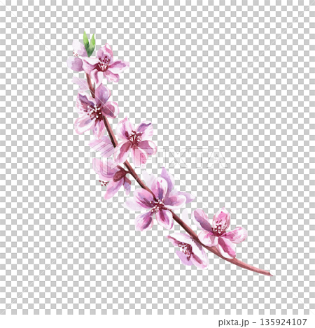 A blossoming peach branch. Isolated watercolor illustration in a realistic style for greeting cards, holiday decor, packaging, merchandise, posters, and fabric. 135924107