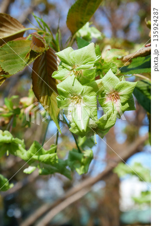 満開に咲き誇る御衣黄桜　～3:2バージョン 135924287