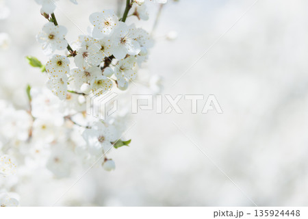 Minimalist cherry blossom branch with delicate white flowers and soft blurred background ideal for spring designs and seasonal themes Minimalist cherry blossom branch with delicate white flowers and soft blurred background ideal for spring designs and seasonal themes 135924448