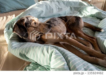 sleepy spotted Dog is lying on bed covered with blanket. pet looks curiously at the camera. 135924482