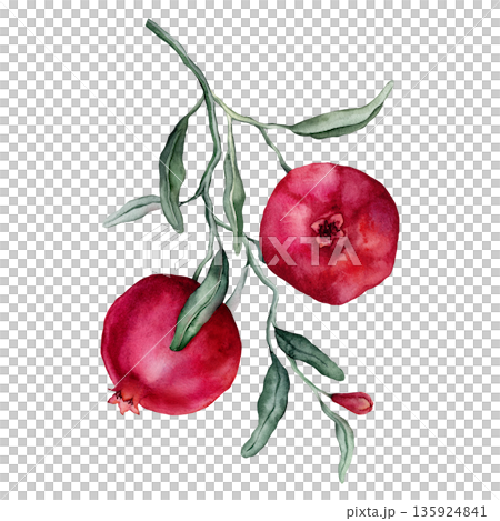 Pomegranate Fruit Branch with flower. Hand drawn watercolor illustration of red tropical Food on white isolated background. Drawing of pink red pomegranate tree with leaves. Sketch of juicy for menu. 135924841