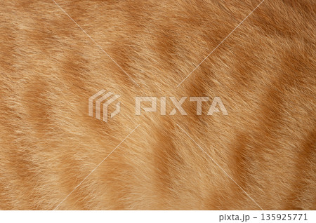 Soft texture of orange fur of a cat in a close-up view of fur details 135925771