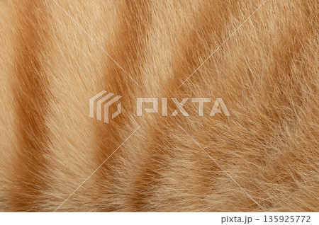 Fur texture of an orange cat showing stripes and softness Fur texture of an orange cat showing stripes and softness 135925772