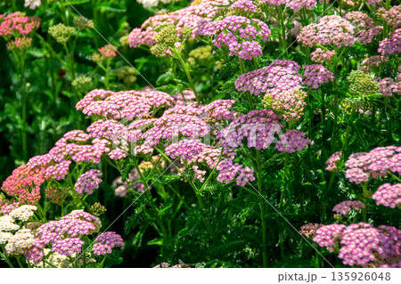 Close up image of little pink flowers in the park with green background. A bunch of purple flowers with the word bee on the bottom. High quality photo Close up image of little pink flowers in the park with green background. A bunch of purple flowers with the word bee on the bottom. High quality photo 135926048