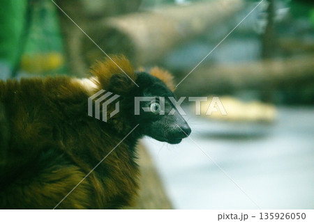 red ruffed lemur (Varecia rubra) in zoo, portrait red ruffed lemur (Varecia rubra) in zoo, portrait 135926050