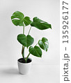 Monstera plant with large green leaves in a white ceramic pot against a plain white background 135926177