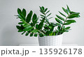 Zamioculcas, or zamiifolia zz plant with glossy leaves in a white woven basket on a light-colored table 135926178