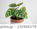 A diseased Calathea plant with brown spots on the leaves in a terracotta pot on a white surface, concept of caring for houseplants 135926179