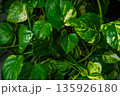 Green and yellow variegated leaves of Pothos or Scindapsus plant growing densely in a natural indoor setting with soft lighting 135926180