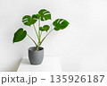 Monstera plant in a gray pot placed on a white table against a plain white wall, showcasing its large, distinctive leaves 135926187
