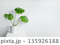 Potted Monstera plant with large green leaves displayed on a white table against a minimalistic white wall background 135926188