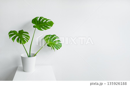 Potted Monstera plant with large green leaves displayed on a white table against a minimalistic white wall background Potted Monstera plant with large green leaves displayed on a white table against a minimalistic white wall background 135926188
