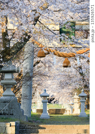 夕陽｜神社｜桜と石灯籠の参道｜縦 135926571