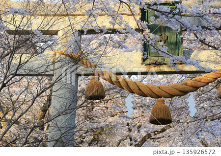 神社の鳥居に掛かる注連縄と満開の桜 135926572