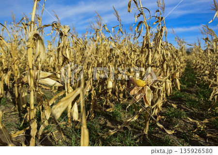 Corn cob growing on plant ready to harvest, Argentine Countryside, Buenos Aires Province, Argentina 135926580