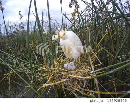 Cattle Egret, Bubulcus ibis, nesting, La Pampa Province, Patagonia, Argentina Cattle Egret, Bubulcus ibis, nesting, La Pampa Province, Patagonia, Argentina 135926596