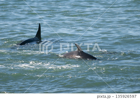 Orca family hunting sea lions on the paragonian coast, Patagonia, Argentina 135926597