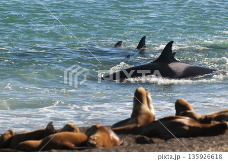 Orca family hunting sea lions on the paragonian coast, Patagonia, Argentina 135926618