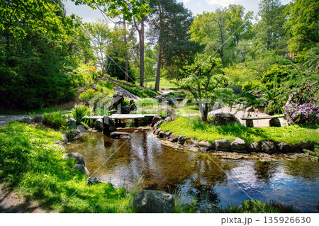 Japanese garden with White blossom of Cherry tree (or plum tree) Japanese garden with White blossom of Cherry tree (or plum tree) 135926630