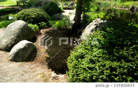 Light green shoots of spruce branches in a Japanese garden 135926633