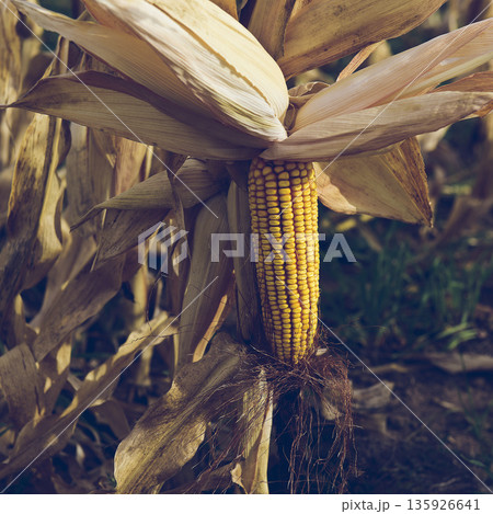 Corn cob growing on plant ready to harvest 135926641